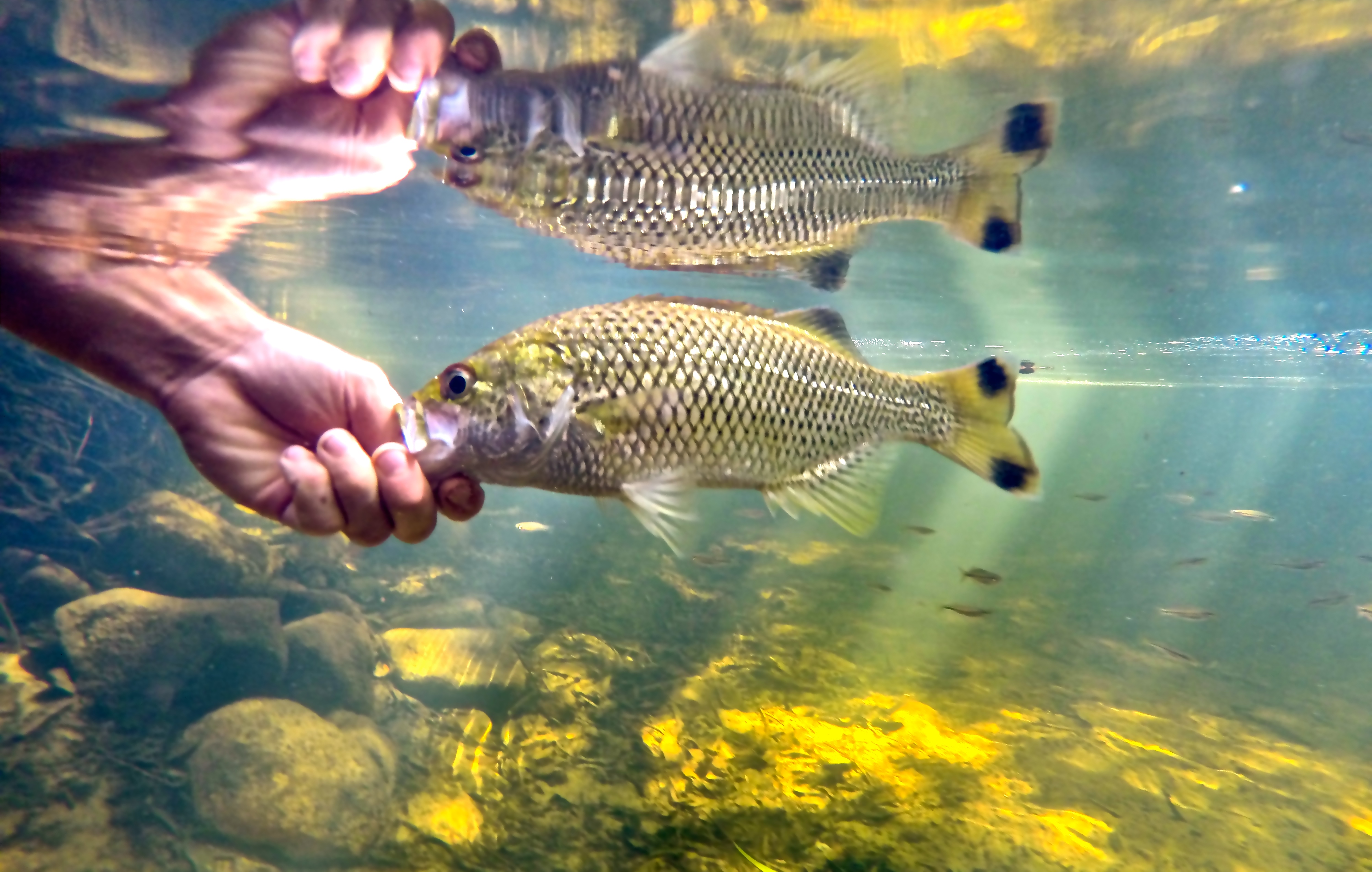 Jungle Perch - Kuhlia rupestris