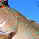 Bar-Cheek Coral Trout