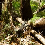 Goanna