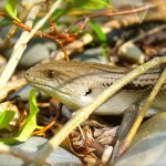 Blue Tongue Lizard