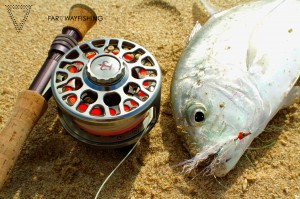 Giant Trevally and 3-Tand TF70