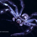 Huntsman spider