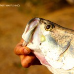 Barramundi