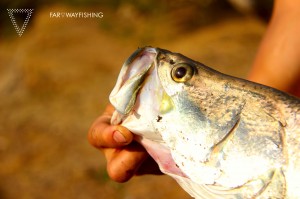 Barramundi