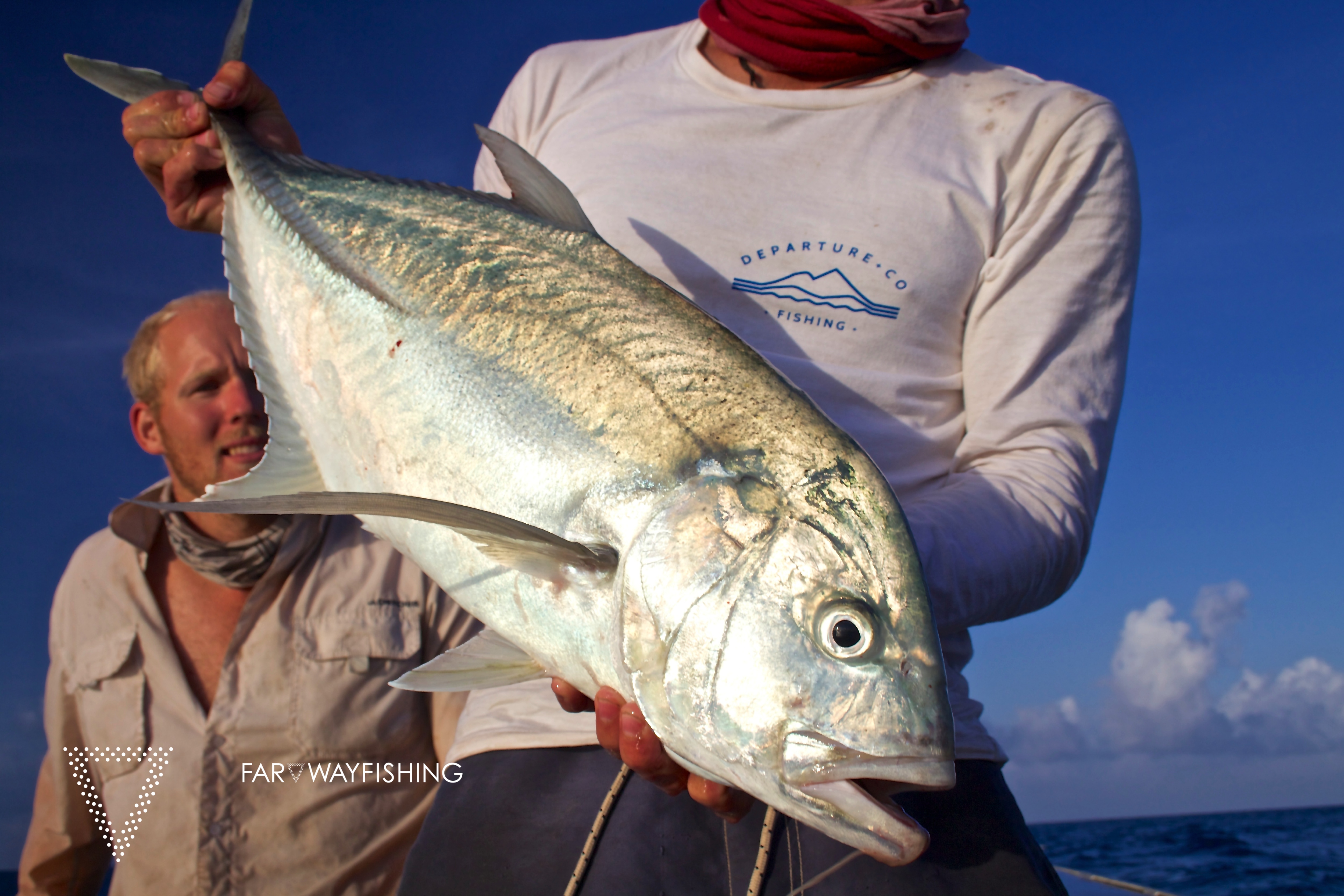 One of the droves of Trevally feeding on white bait