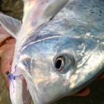 Giant trevally crunches a fire tail scampi